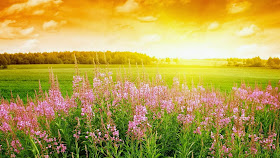 Yellow Sun Rise Full HD Size Nature Wallpapers Free Downloads For Laptop PC Yellow Sun Rise Full HD Size Nature Wallpapers Free Downloads For Laptop PC
