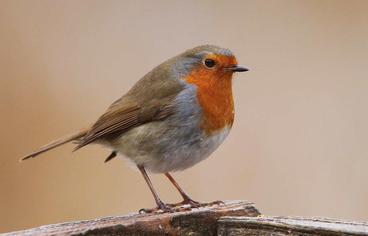 robin%2Bbird%2Bpictures