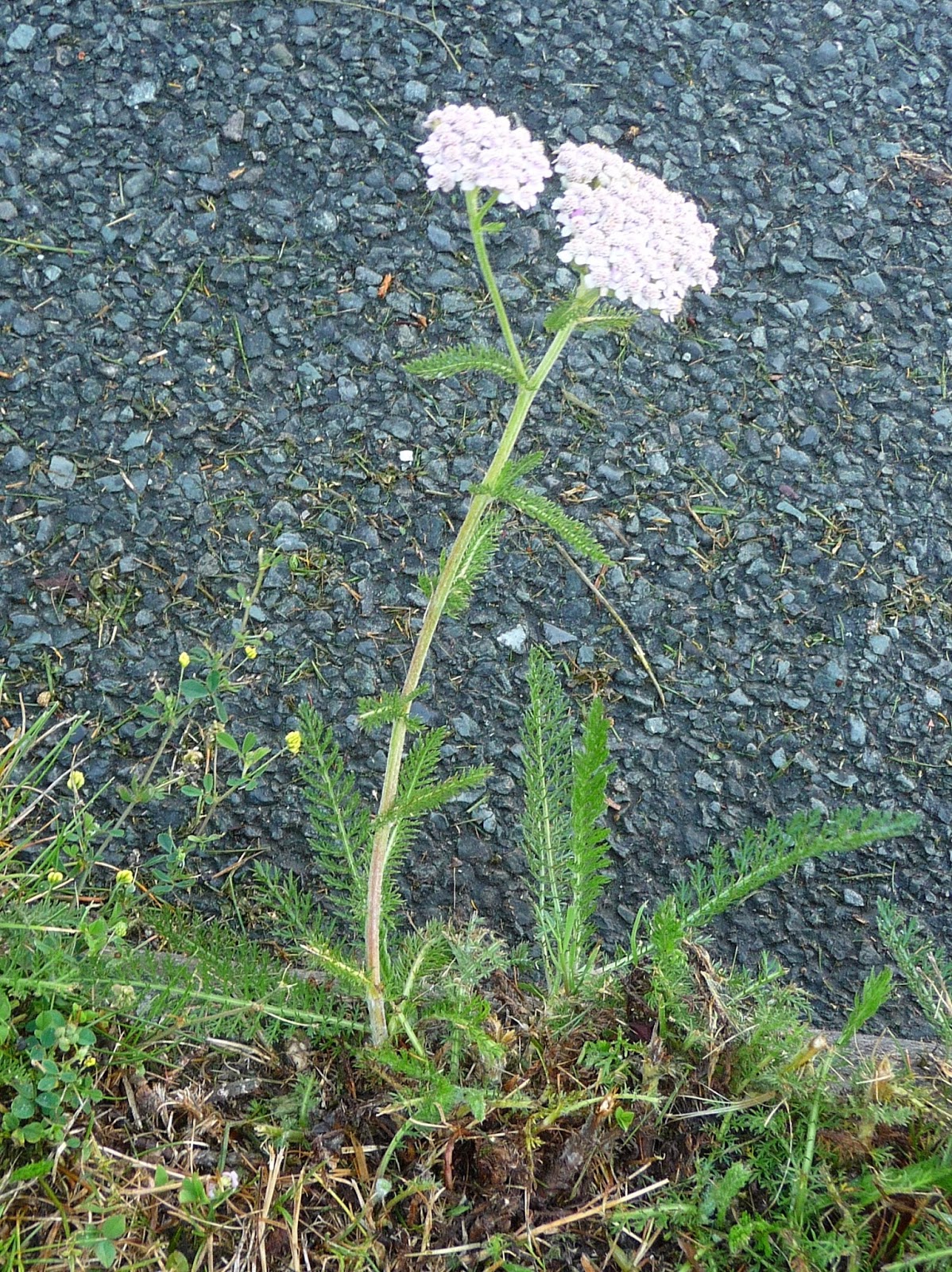 Wool Tribulations of Hand Spinning and Herbal Dyeing Yarrow Plant Dye