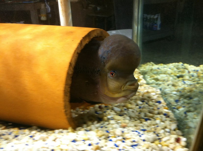 Giant Aquariums 300 Gallon Aquarium!!! 700 (Dunn, NC)