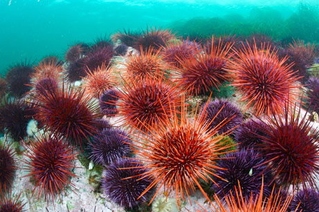 Pecinta Biologi Sejati Echinodermata