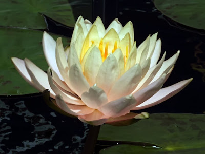 Clyde Ikins Hardy Water Lily