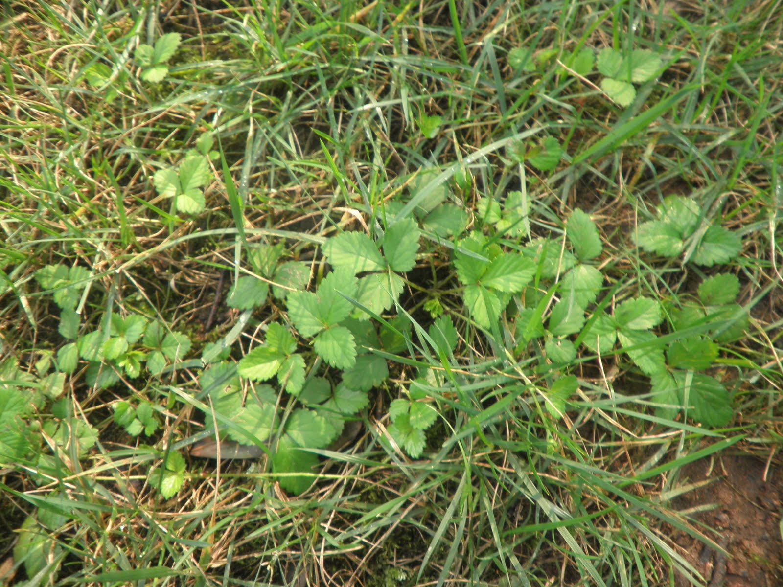 Indian Mock Strawberry