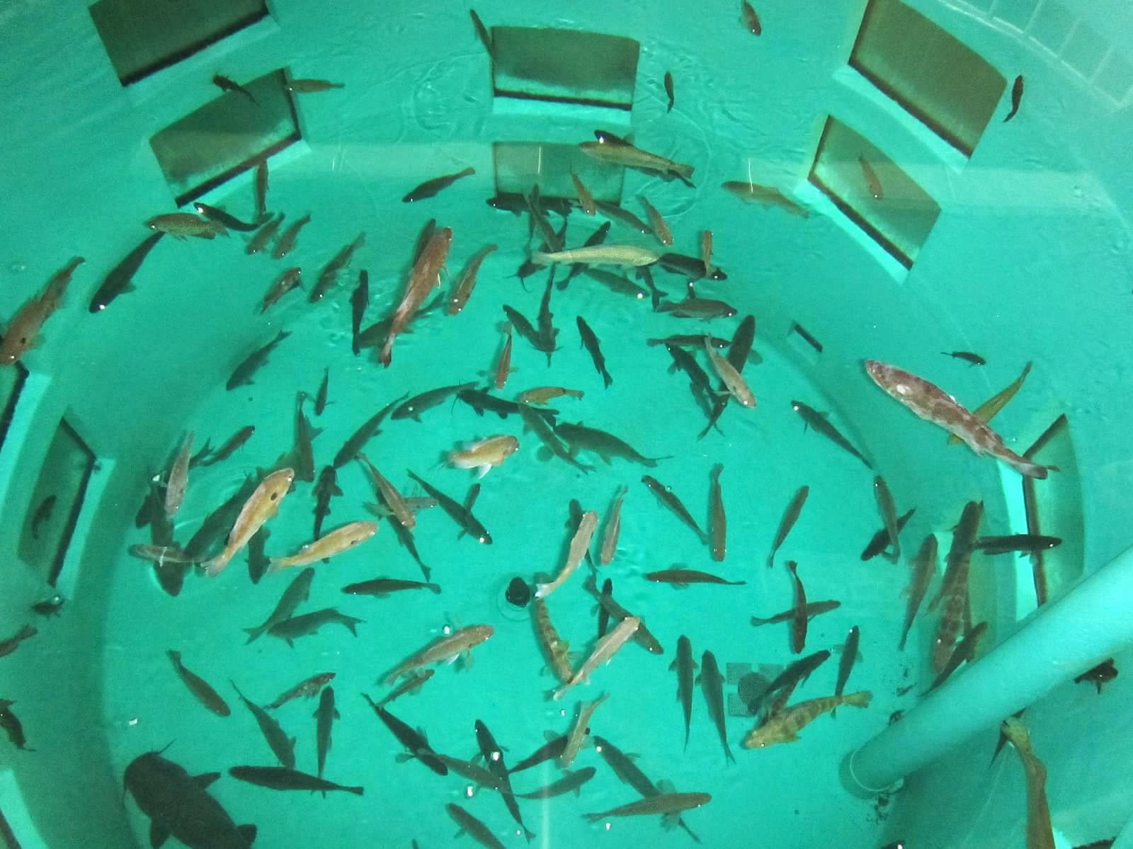 Freshwater Academy June 2014