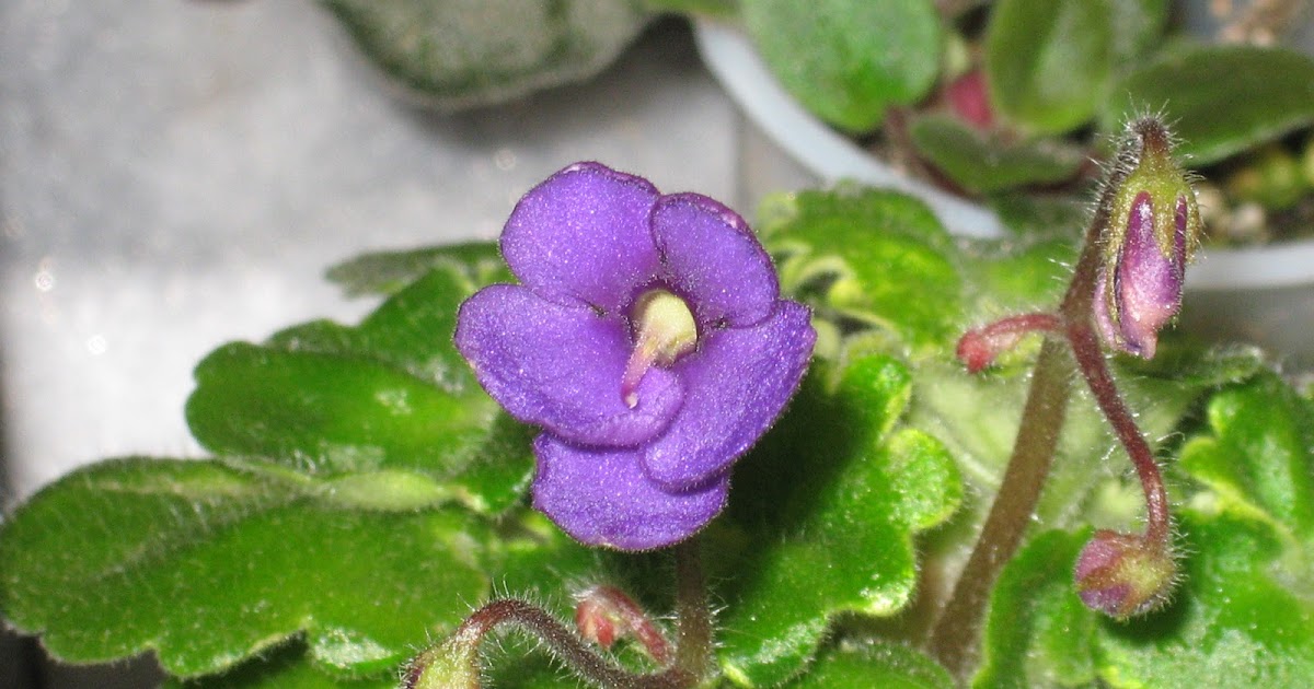 Shanti's African violets Featured violet Painted Silk