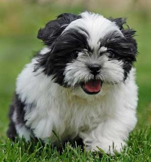 Shih Tzu Puppy Pictures