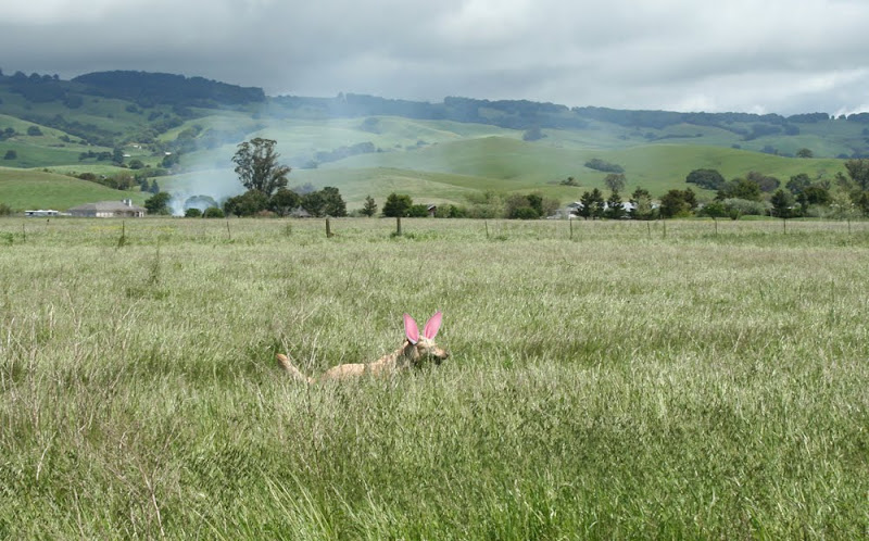 closer up shot of cabana with pink ears running through the tall grass