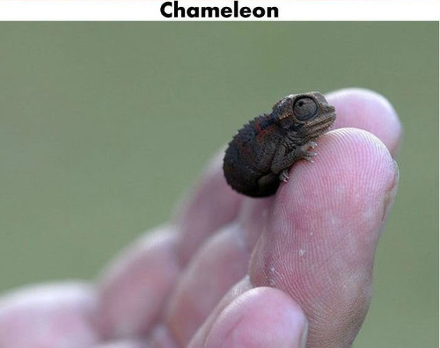 Funny Cool Pictures Tiny Cute Animals