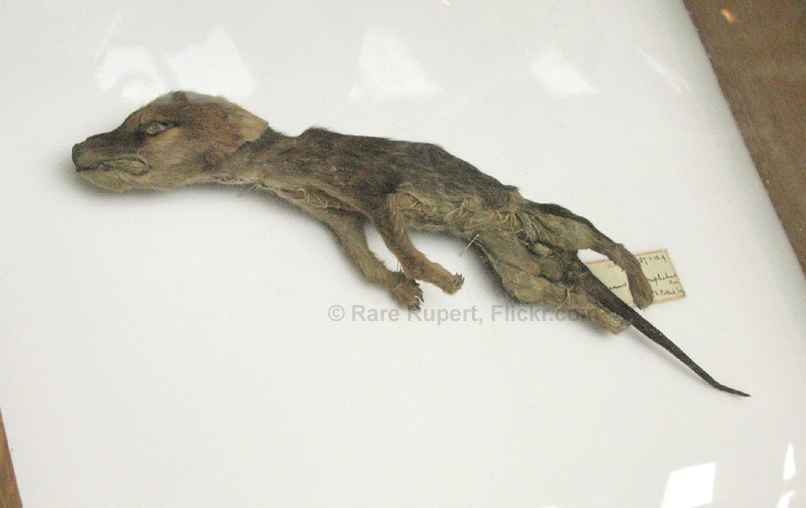 The Hunt for the Australian Tasmanian Tiger: Young thylacine on display.