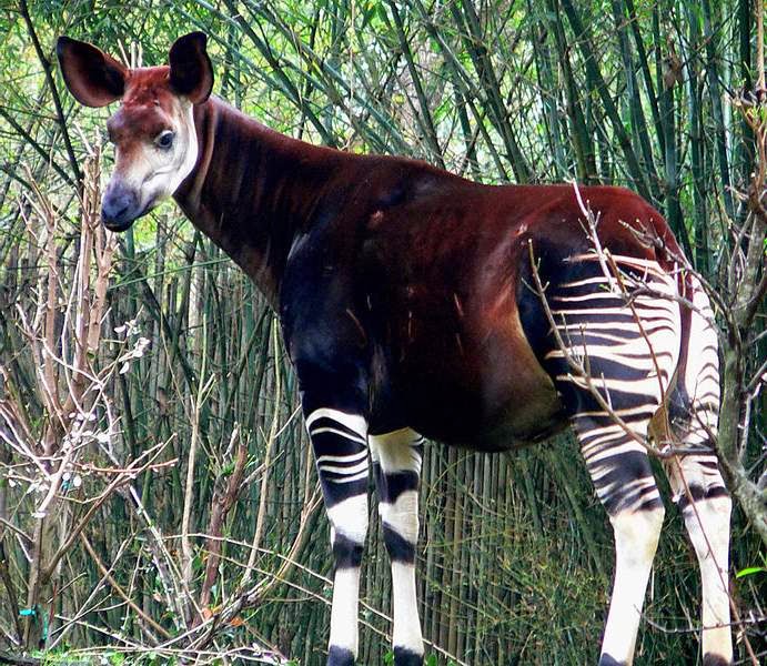 okapi.jpg