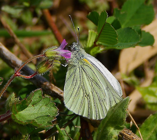 Green veined white butterfly (Pieris napi) on a lilac wildflower