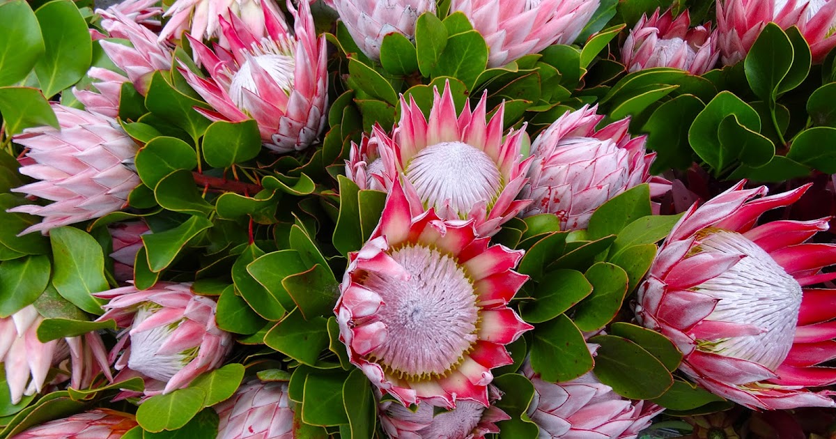 Melbourne Fresh Daily MELBOURNE STREET TREES 73 KING PROTEA