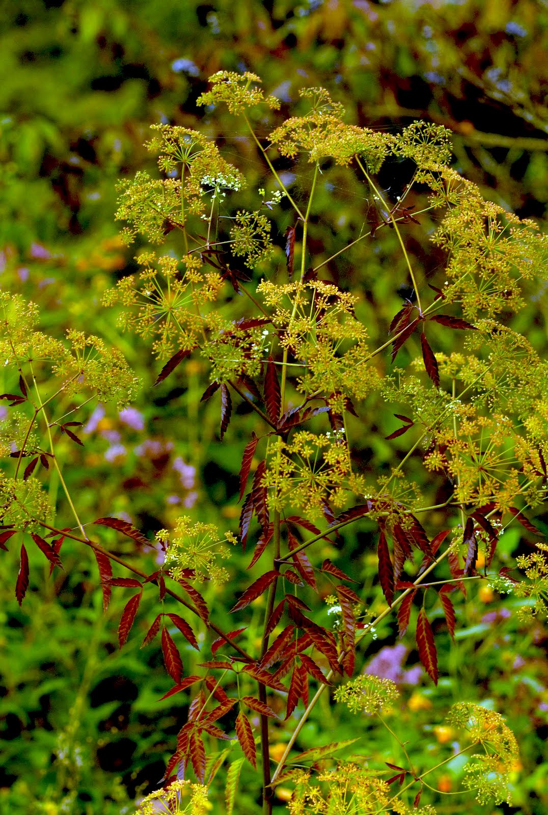 wild new england Apiaceae, the Carrot Family aka Umbelliferae, the