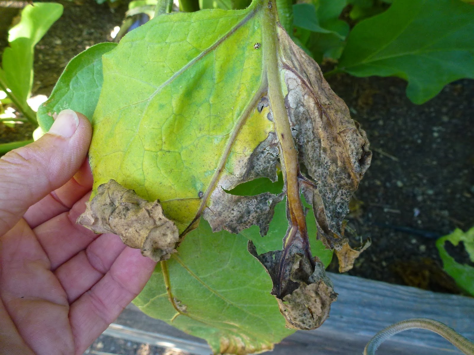 From Seed To Table Eggplant Woes