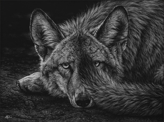 Реалистичные черно-белые портреты собак и волков, выскобленные на глине покрытой тушью