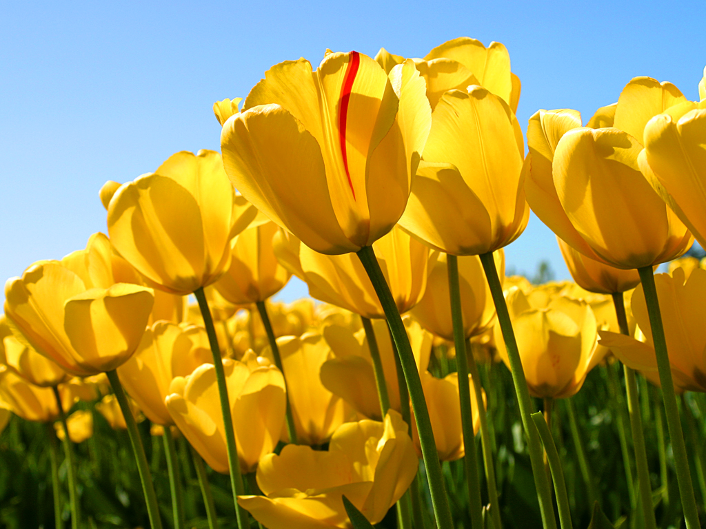 http://1.bp.blogspot.com/-ZohpzX0YOvA/TnmkWHgYqjI/AAAAAAAAWKA/-qfxXapMdn4/s1600/Tulips.jpg