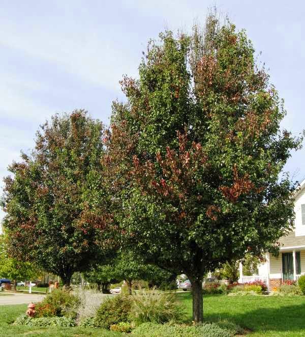 Durham Council of Garden Clubs: Fire Blight spreads through Bradford Pears  in the Triangle