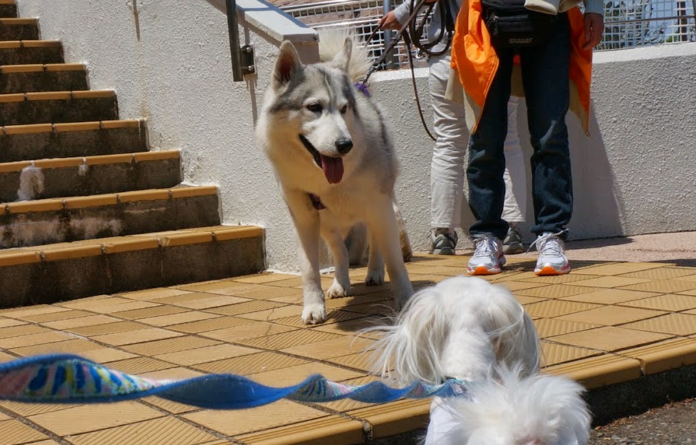 Maltese Toto S Diary ととはいい子だなぁ天才かなぁ Good Boy