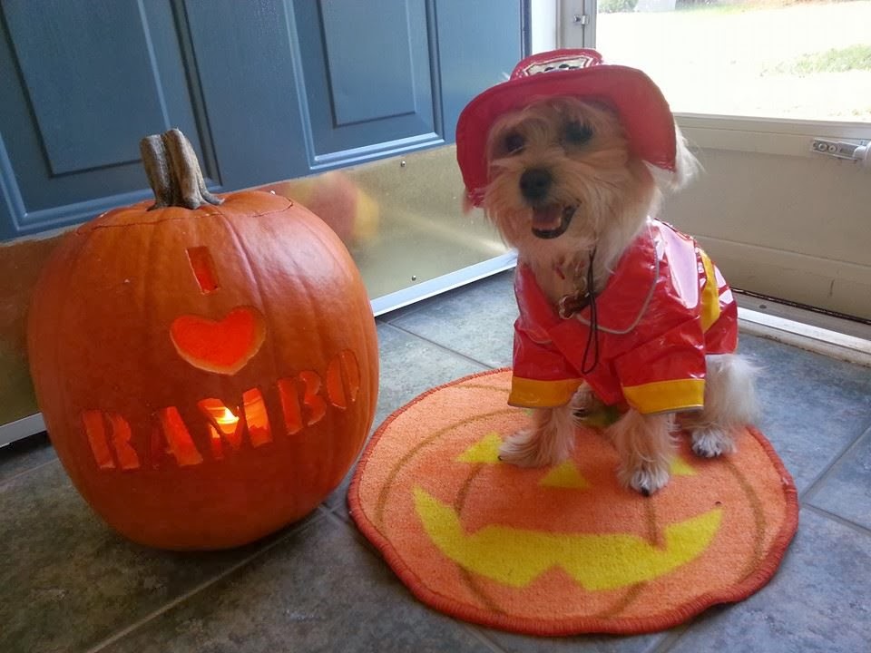 how to choose your halloween costume Rambo The Puppy