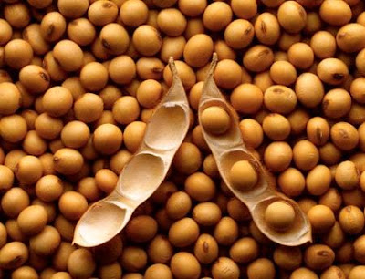 soya beans export