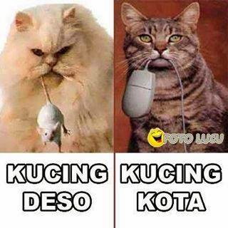 42 Meme Kucing Anggora Gambar Kucing Lucu 42 Meme Kucing Anggora Gambar Kucing Lucu