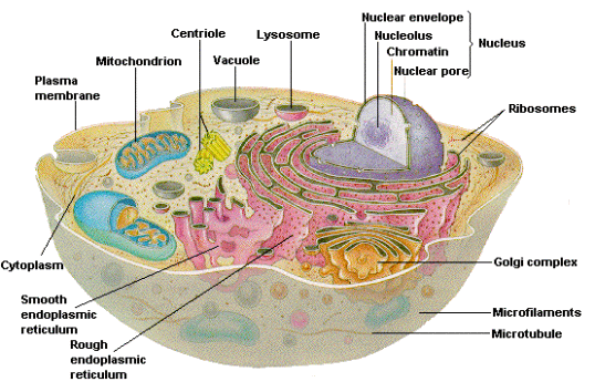 Diagrams  Cell Biology  U2013 Cells  Tissues  Organs  U0026 Systems