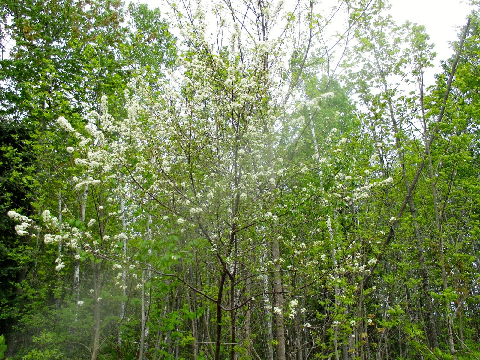 Art's Bayfield Almanac CHOKE CHERRY