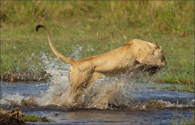 A mother lion fights a crocodile to protect her cubs, lion vs crocodile, animal fights