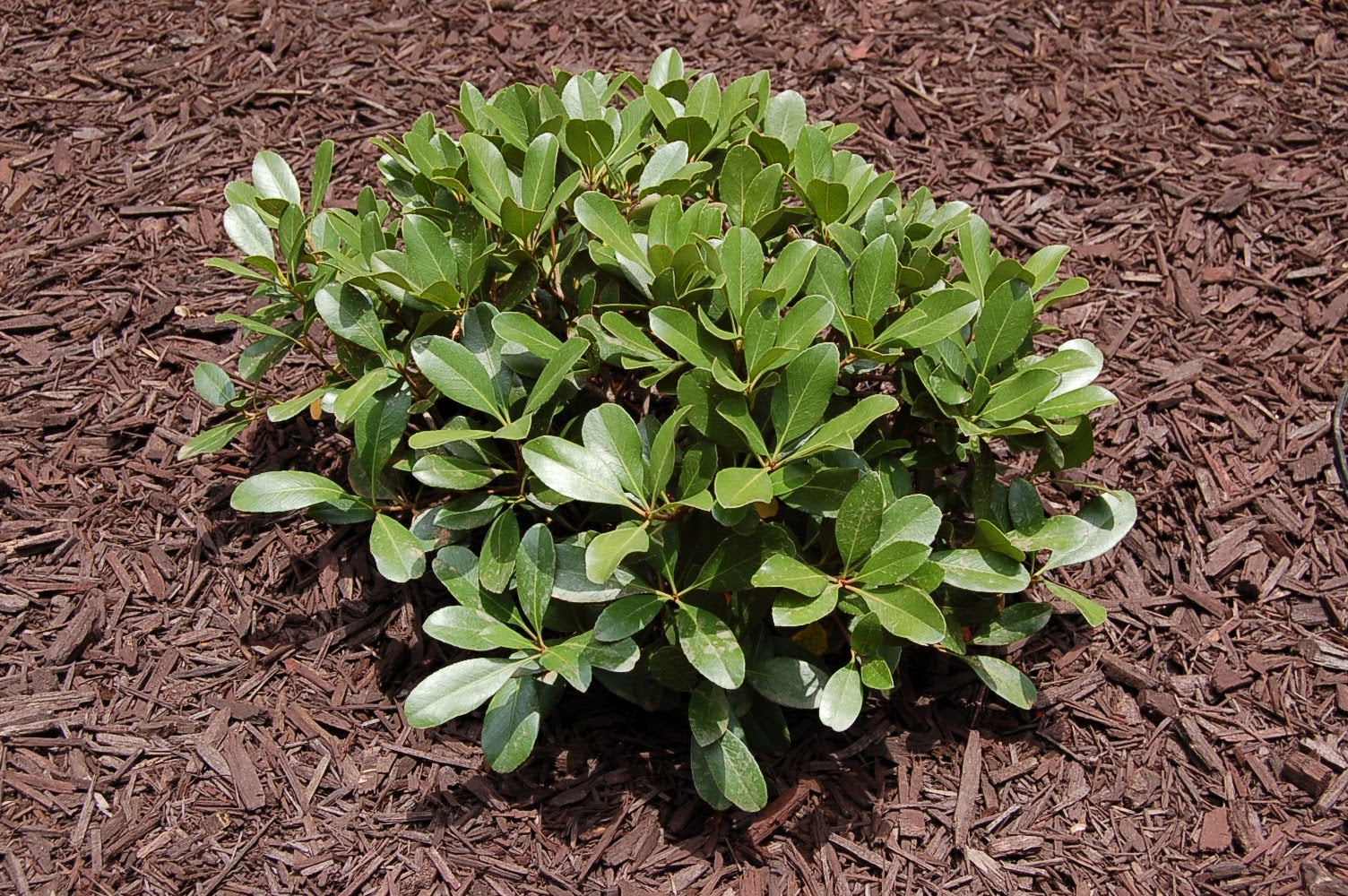 Franklin County Ms News Springtime Blooming Indian Hawthorn