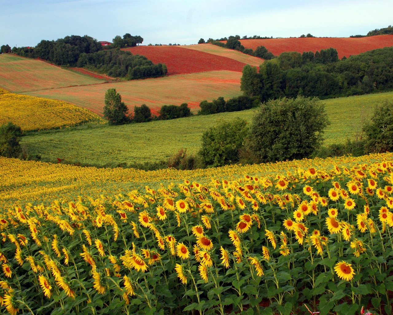 Campo di girasoli | Immagini e Sfondi per Ogni Momento