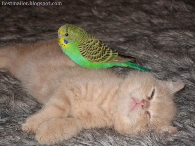 Photos of Kitten and the Bird.11