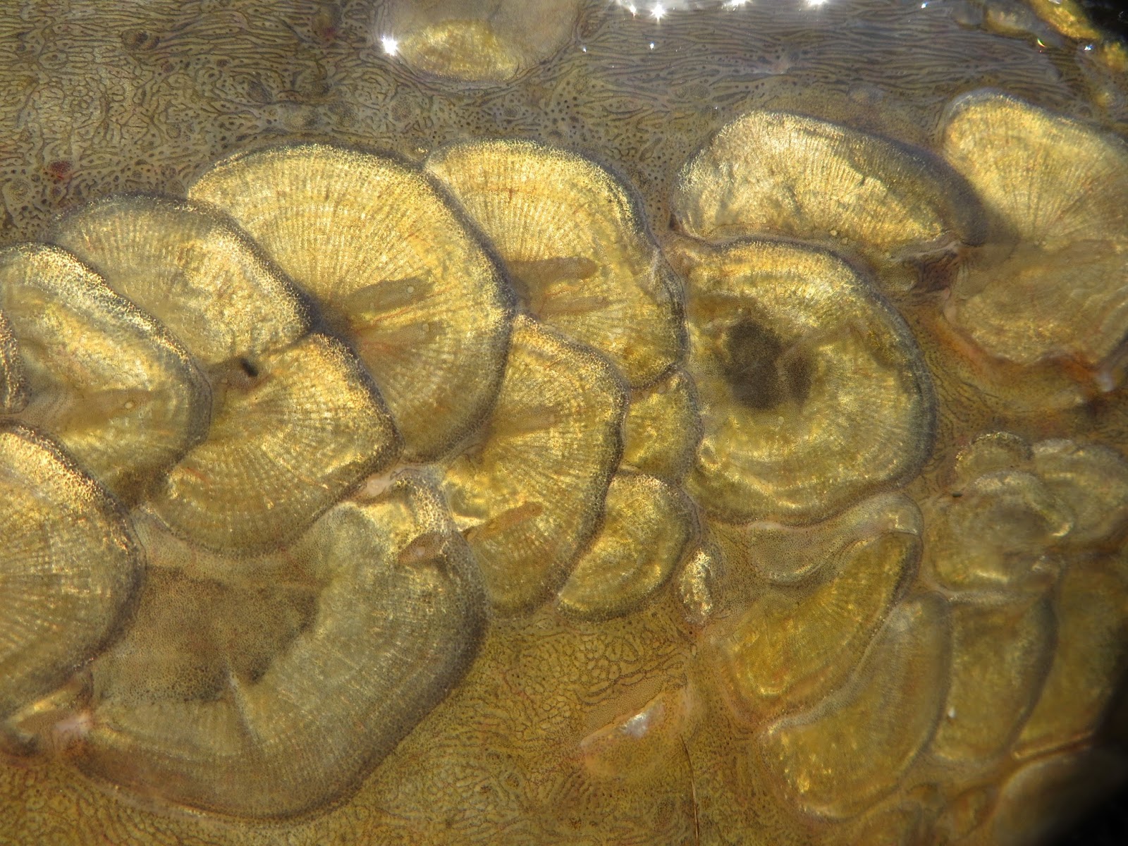 Rhode Island Carp Fishing Scale Patterns