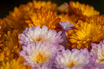 Flori Flowers close-up