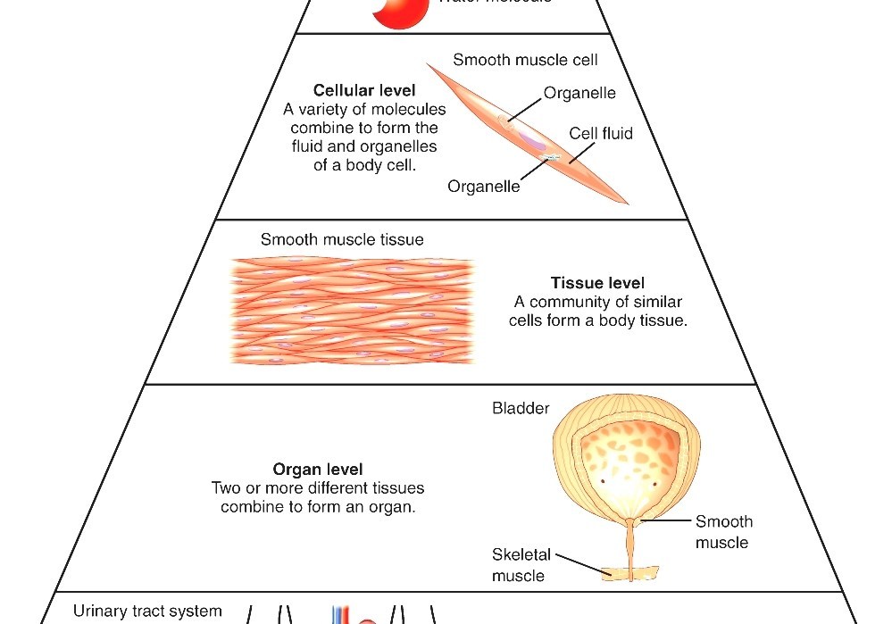 biological organisation level of