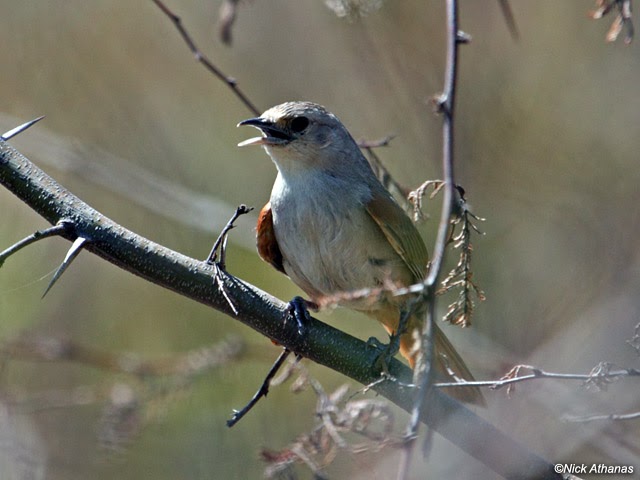 Frozen Fiefdom Daily Items and Updates