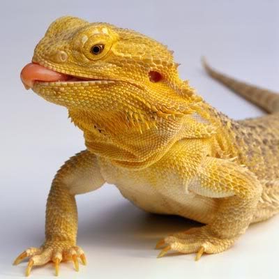 bearded-dragon-throat-pouch-swollen-10.jpg