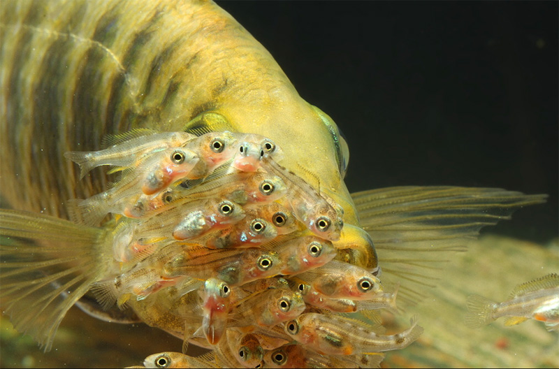 red zebra cichlid female carrying fry died suddenly red zebra cichlid female carrying fry died suddenly