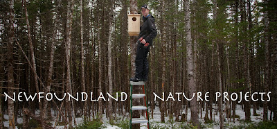 Newfoundland Nature Projects