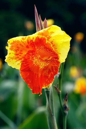 Tanaman Obat - Tanaman Berkhasiat - Ramuan Tradisional: Khasiat Bunga