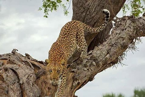 Masai mara big cat