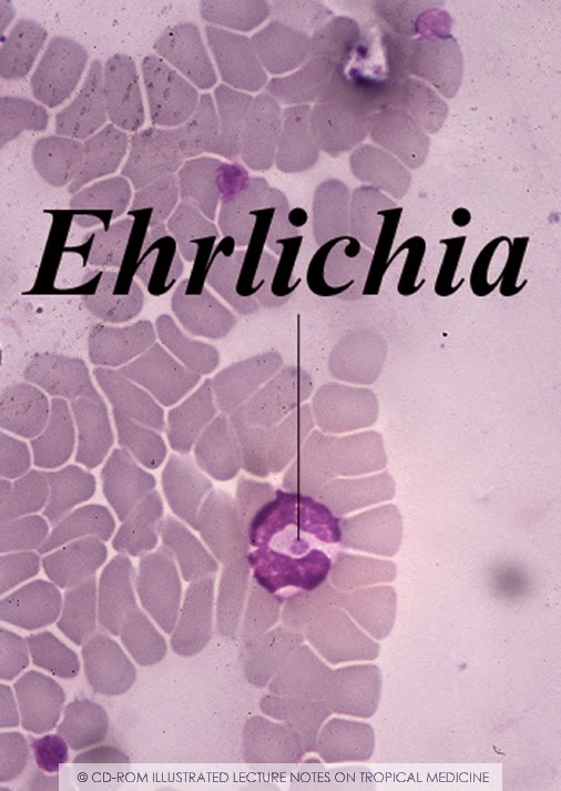 Midcoast Lyme Disease Support and Education CoInfections