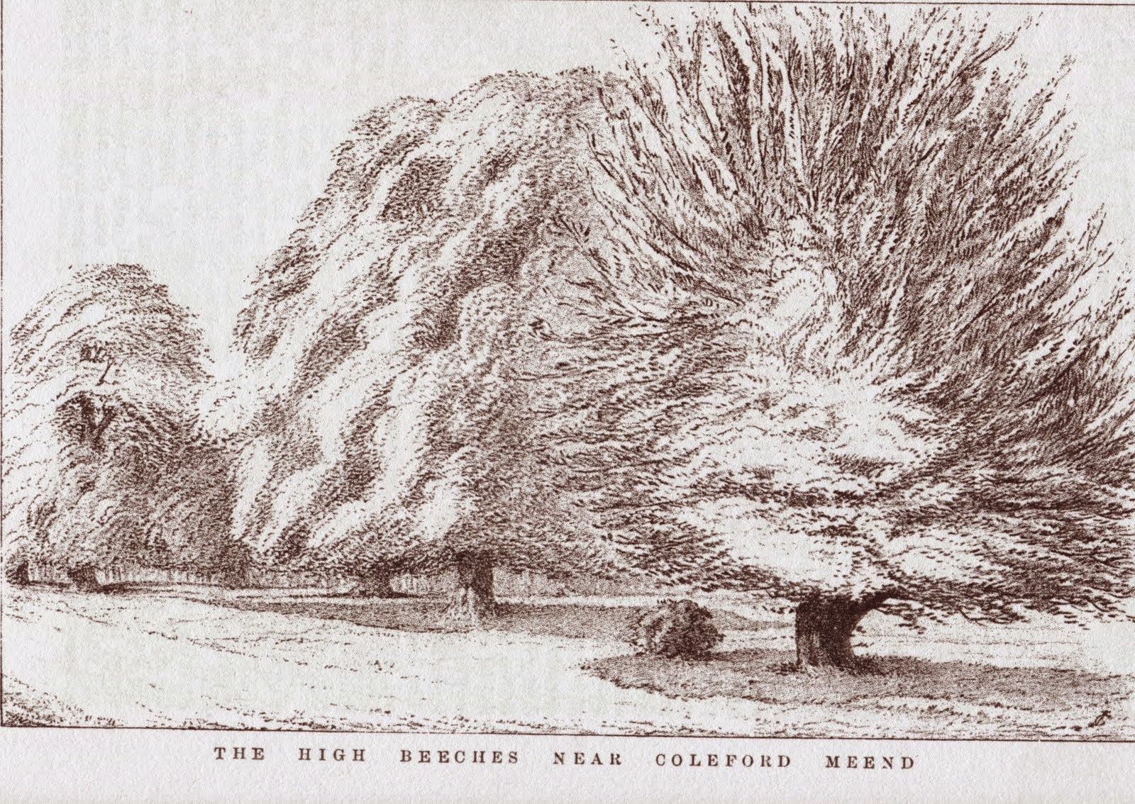 high beeches in 1881