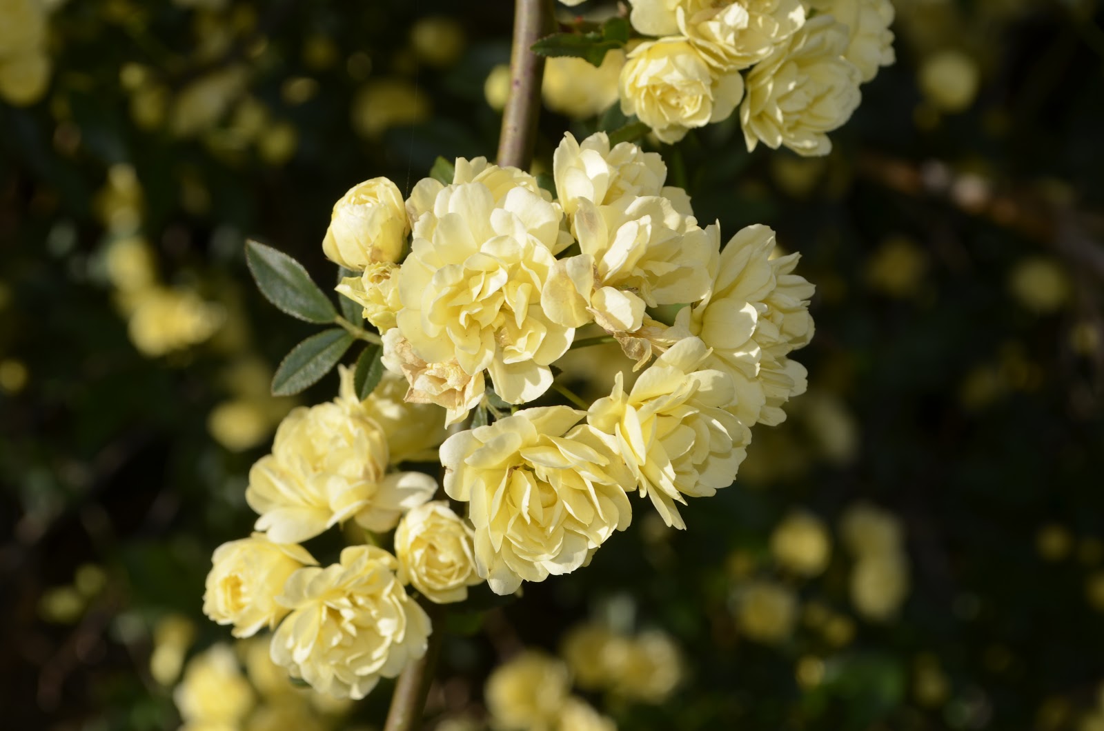 "Eurimbla" Roses Yellow Banksia Rose