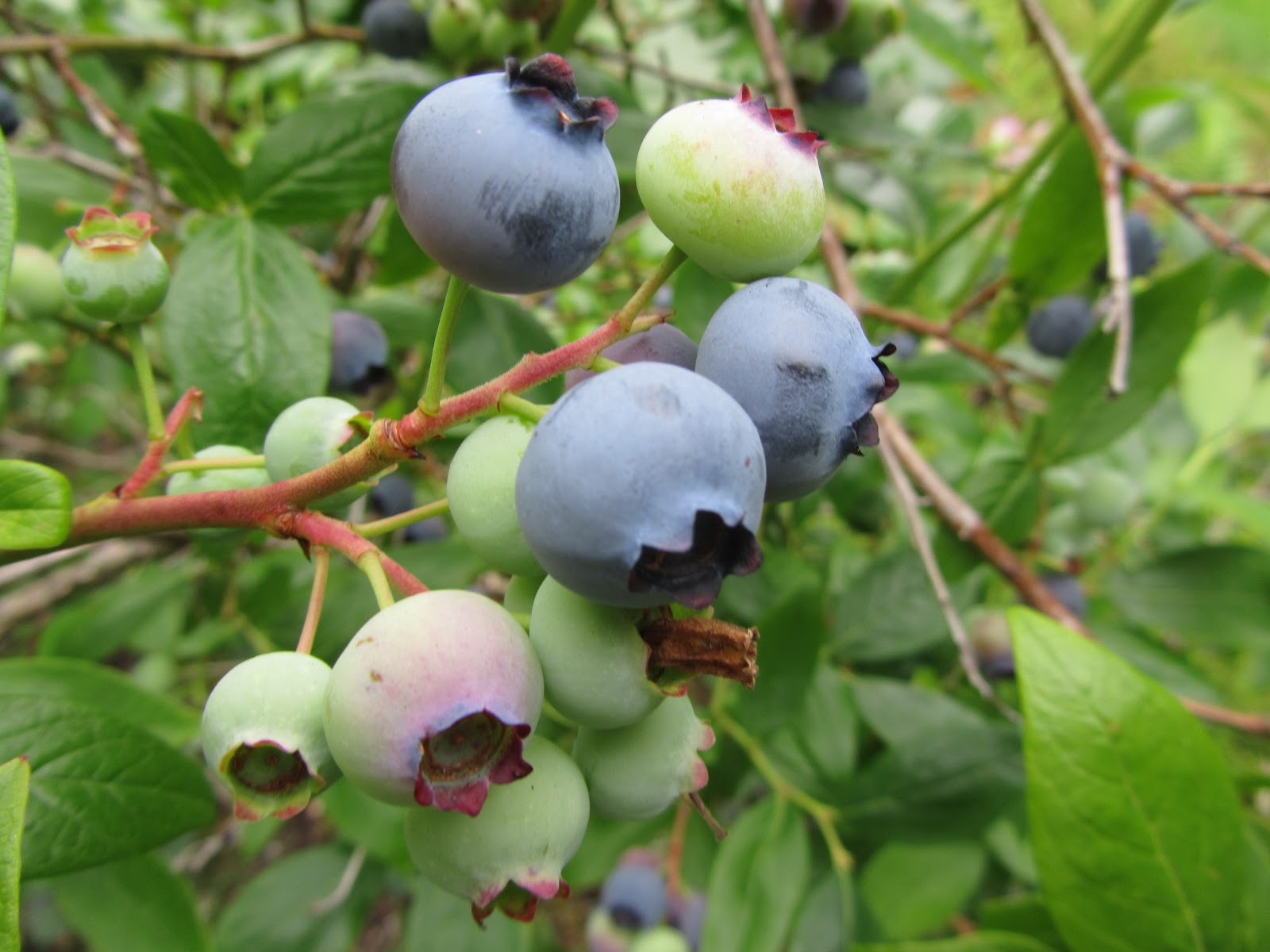 creative savv Making blueberry vinegar very easy