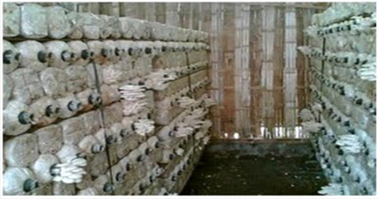 Membuat Kumbung Jamur Tiram Budidaya Jamur Tiram Putih