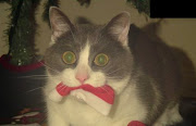 śmieszne zdjęcia koty smieszne zdjecia koty 