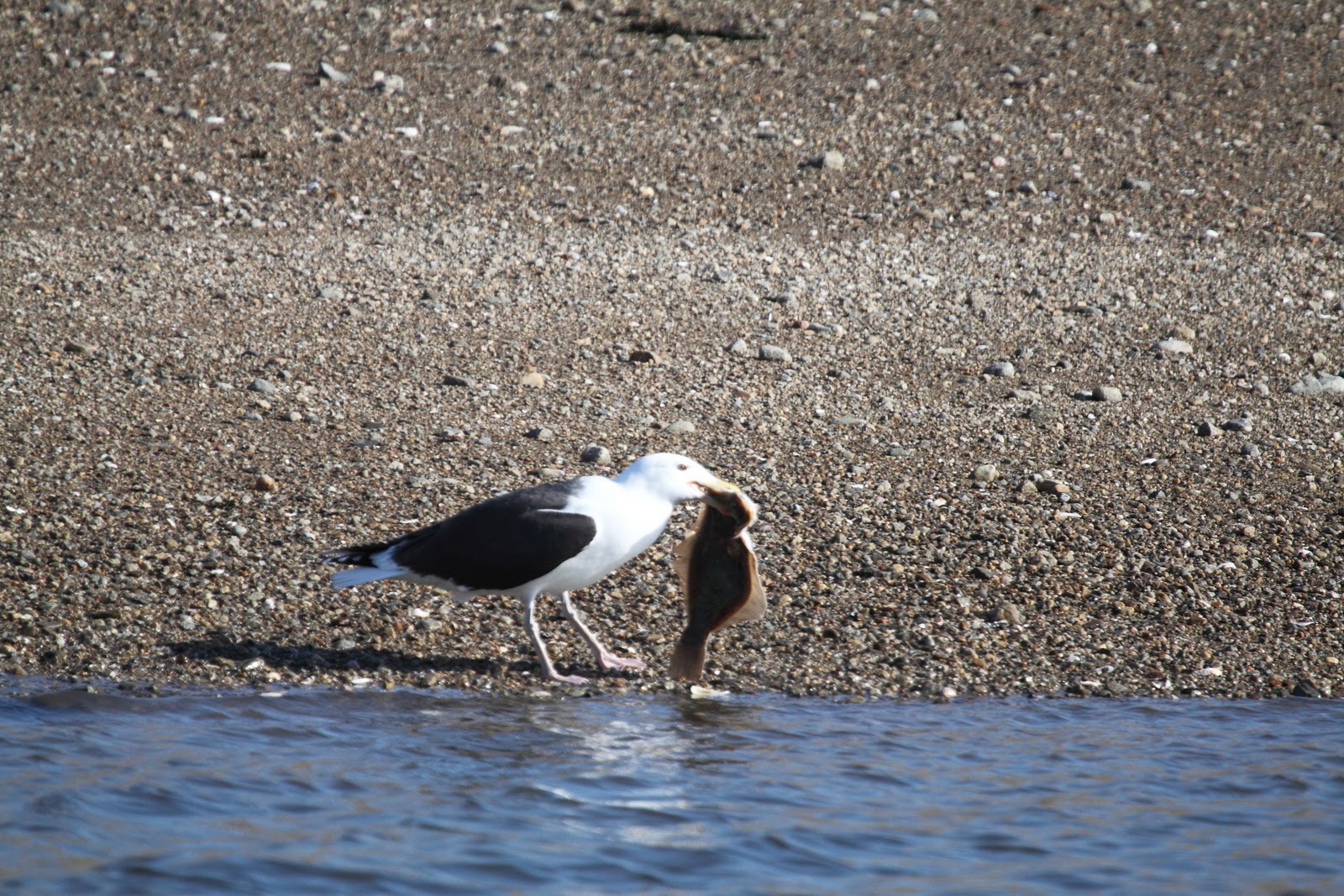 The Goose Fish