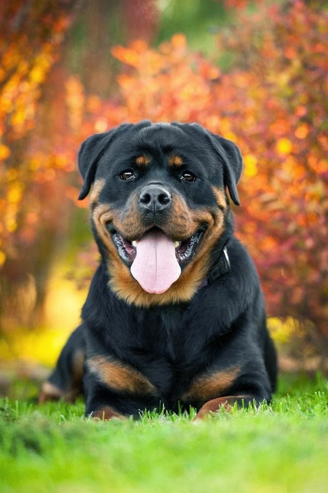 lovely pets Top 5 Stubborn Dog Breeds