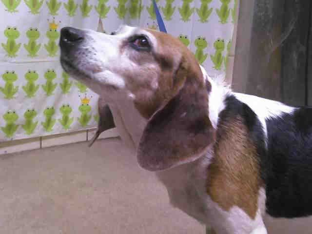 adopt a puppy orlando with beagle rescue a pet at an orlando area animal shelter adopt a puppy orlando with beagle rescue a pet at an orlando area animal shelter