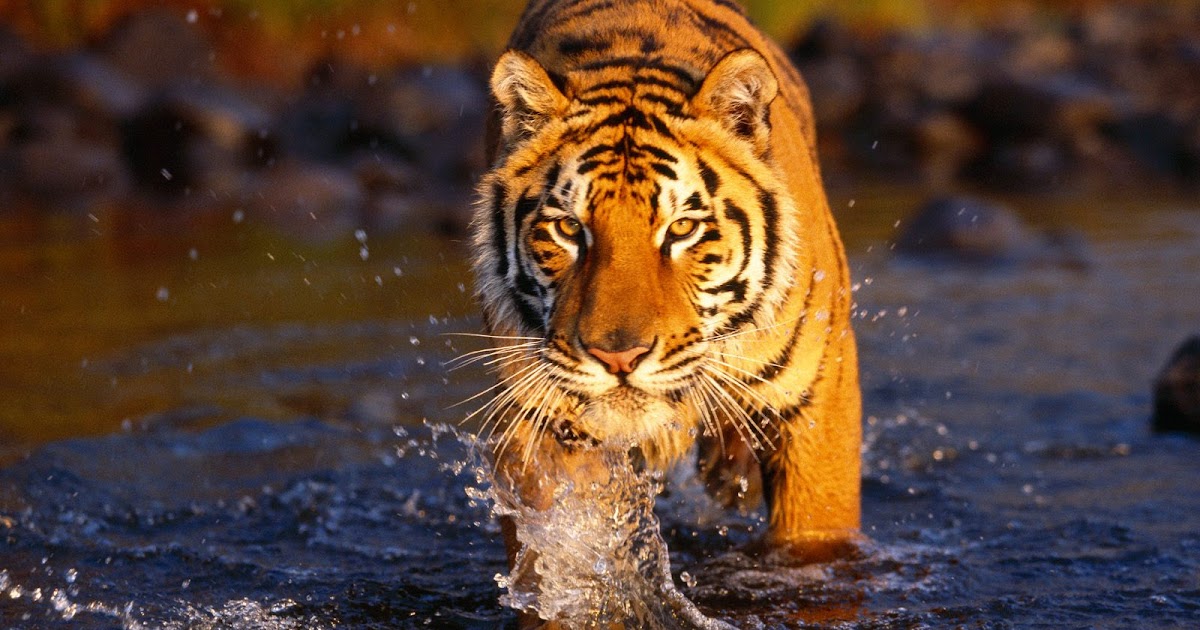 Petite Soumiselylye Wallpaper Online Store